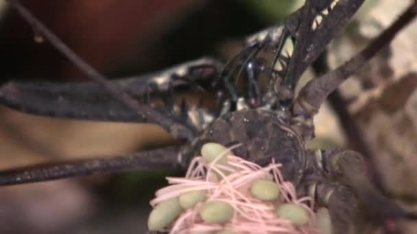Örümceğin Doğadaki Bitki Örtüsündeki Faunadaki Videosu — Stok video