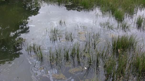 Video Von Wasserverschmutzung Mit Gras Teich — Stockvideo