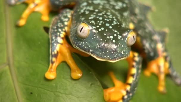Wideo Zieloną Żółtą Żabą Żaba Liścia Amazonki Cruziohyla Craspedopus — Wideo stockowe