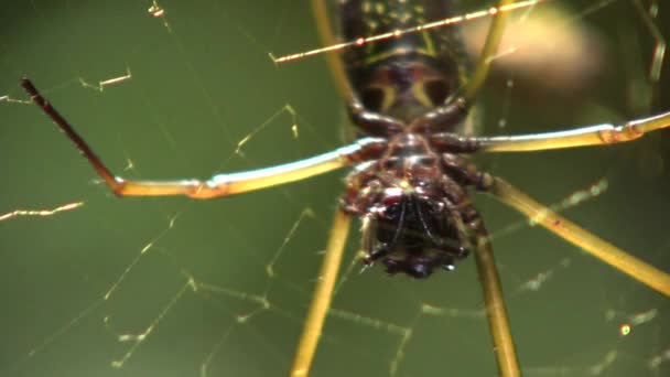 Orb Web Spider Nephila Ecuadorian Amazon Video — Stock Video
