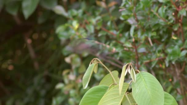 Sprankelende Violette Oorkolibrie Colibri Coruscans Slow Motion Ecuador — Stockvideo