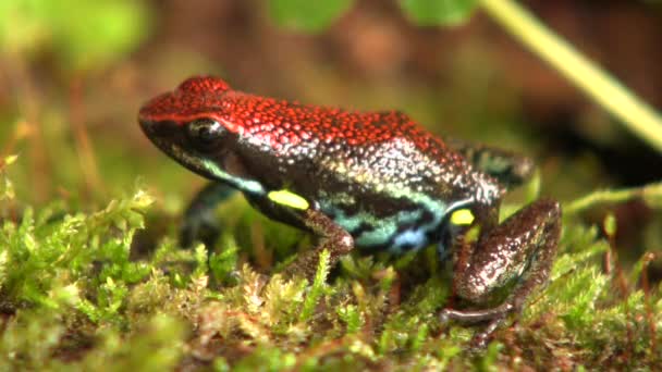 Video Ecuadorianske Poison Frog Ameerega Bilinguis Mos Græs – Stock-video