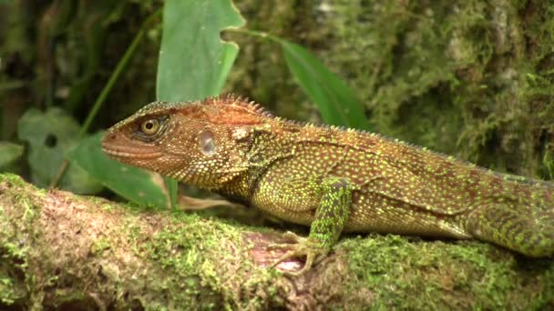 Video Bocourt Dwarf Iguana Enyalioides Heterolepis Ecuador Skog Natur — Stockvideo