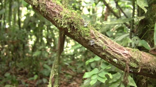 Video Bocourt Dwarf Iguana Enyalioides Heterolepis Ecuador Forest Nature — Vídeo de stock