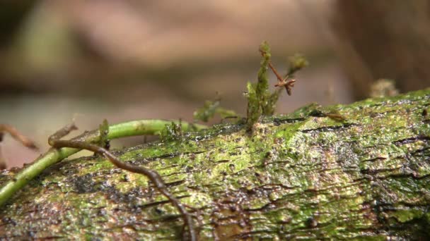 Wideo Gigantyczna Płaska Stonoga Polydesmidae Spacery Wzdłuż Gnijącego Kłody Ekwadorskiej — Wideo stockowe