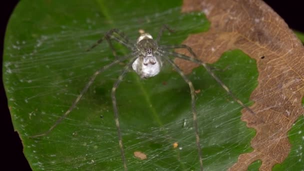 ビデオ クモの巣の中の葉 エクアドル 卵を守る — ストック動画