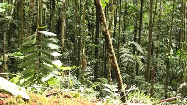 Groene Lange Bomen Flora Van Het Milieu Video Van Bos — Stockvideo