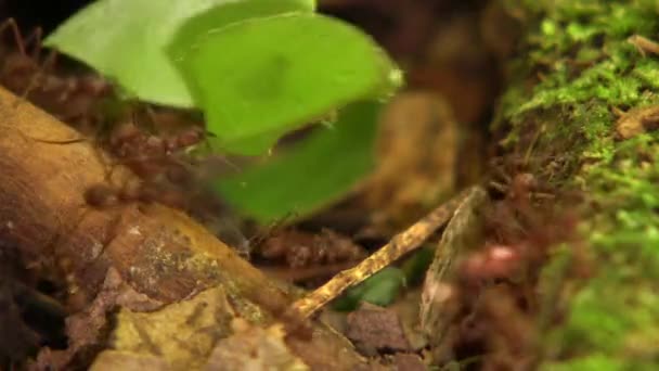 Video Van Bladsnijmieren Atta Met Stukjes Bladeren Kleine Werkjes Minims — Stockvideo