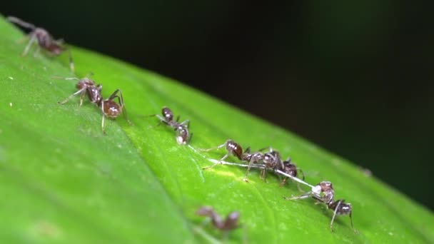 Vidéo Azteca Ants Insectes Sur Feuille Verte Dans Forêt Tropicale — Video