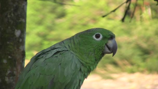 Wideo Zielonym Mealy Parrot Amazona Farinosa Spoczywa Drzewie Lesie Deszczowym — Wideo stockowe