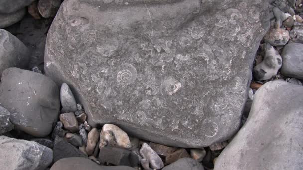 Μεγέθυνση Ammonites Βίντεο Από Γκρίζα Πέτρινη Επιφάνεια — Αρχείο Βίντεο
