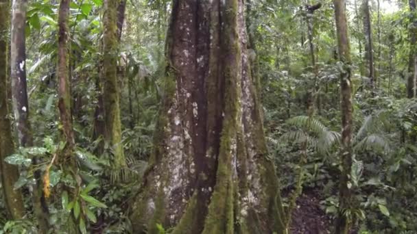 Fischaugenvideo Von Grünen Waldbäumen Umweltflora — Stockvideo