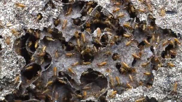 Video Nasute Termites Obhajující Vloupání Hnízda Tropický Deštný Prales Ekvádor — Stock video