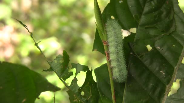 Vídeo Lagarta Verde Larva Uma Mariposa Automeris Saturniidae Amazônia Equatoriana — Vídeo de Stock