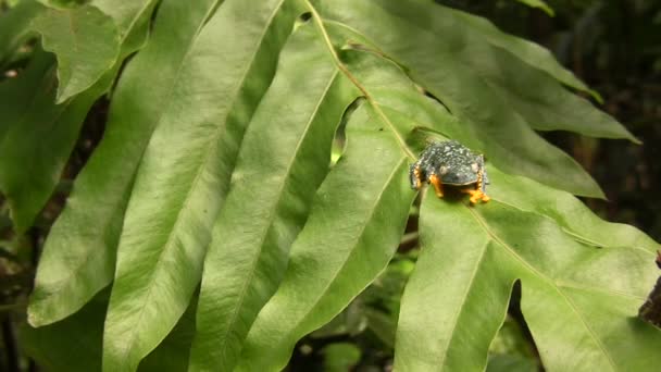 Video Zelené Žluté Žáby Amazon Leaf Frog Cruziohyla Craspedopus — Stock video