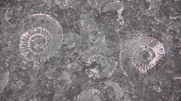 Zoom Ammonites Vídeo Superficie Piedra Gris — Vídeos de Stock