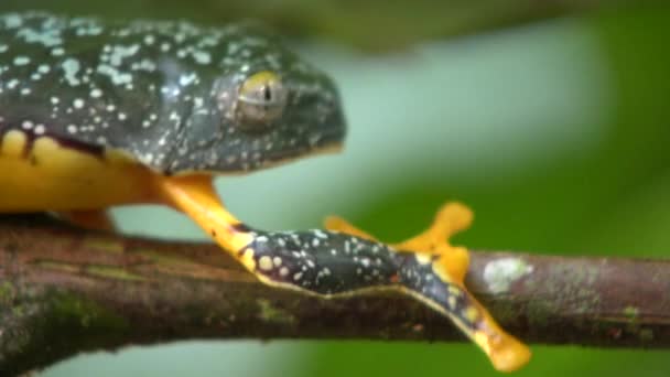 Video Green Yellow Frog Amazon Leaf Frog Cruziohyla Craspedopus — Stock Video