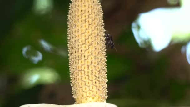 Zeitlupenvideo Stachellose Bienen Besuchen Blüte Der Philodendron Rebe Familie Araceae — Stockvideo