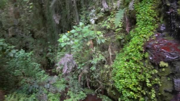 Rallentatore Flusso Acqua Nella Foresta Tropicale Selvaggia Video — Video Stock