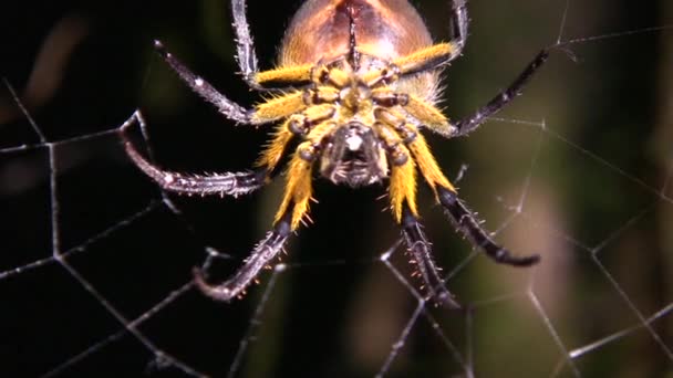 クモや恐ろしい虫の映像です — ストック動画