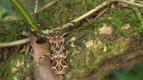 Video Harlequin Beetle Acrocinus Longimanus Amazon Dan Büyük Bir Böcek — Stok video