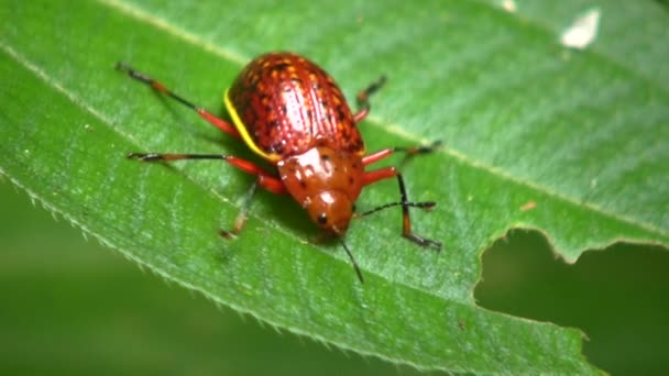Vídeo Bug Vermelho Natureza Folha Planta Equador — Vídeo de Stock