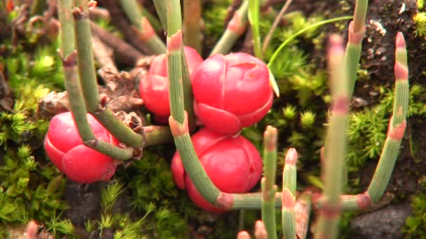 Video Efedra Americana Florate Gymnosperm Keř Zdroj Alkaloidu Efedrin — Stock video