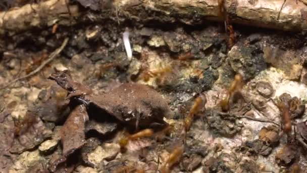 Primer Plano Hormigas Del Ejército Corteza Del Árbol Vídeo — Vídeo de stock