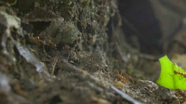 Atta Μεταφέρουν Κομμάτια Των Φύλλων Αργή Κίνηση Βίντεο Από Μυρμήγκια — Αρχείο Βίντεο