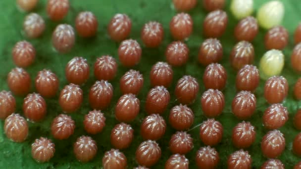 Відео Hatching Egg Gulf Fritillary Agraulis Vanillae — стокове відео