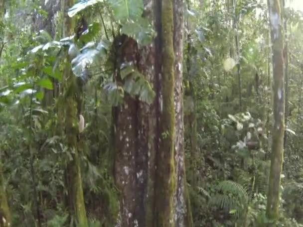 Fischaugenvideo Von Grünen Waldbäumen Umweltflora — Stockvideo