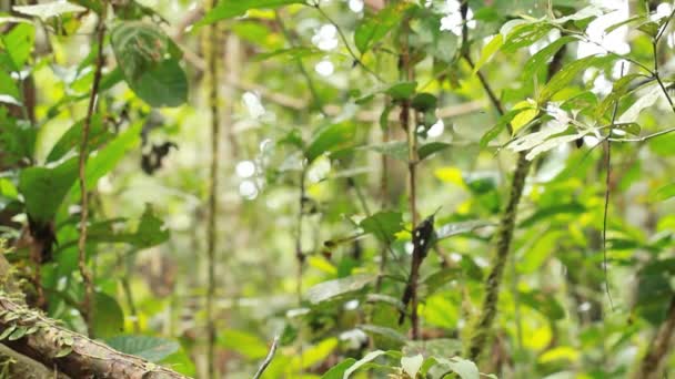 forêt tropicale sauvage, feuilles vertes sur les plantes, vidéo 