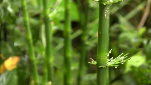 Chevalier Géant Equisetum Giganteum Vidéo Plantes Vertes Vapeurs — Video