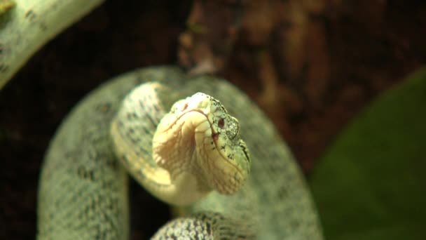 Video Two Striped Forest Pitviper Snake Bothriopsis Bilineata Rainforest Orellana — Stock Video