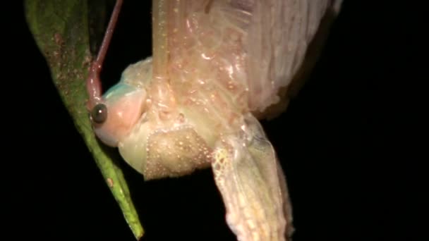 Cricket Arbusto Tropical Ecuador Video Insecto — Vídeo de stock