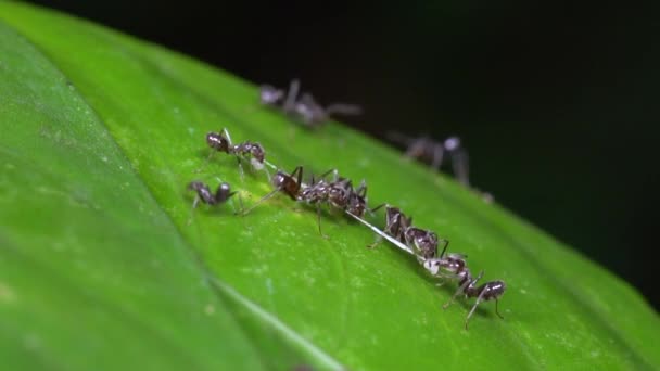 Azteka Karıncaları Nın Yağmur Ormanlarındaki Yeşil Yaprak Üzerindeki Böceklerinin Videosu — Stok video