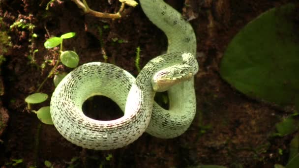 Video Two Striped Forest Pitviper Snake Bothriopsis Bilineata Rainforest Orellana — Stock Video