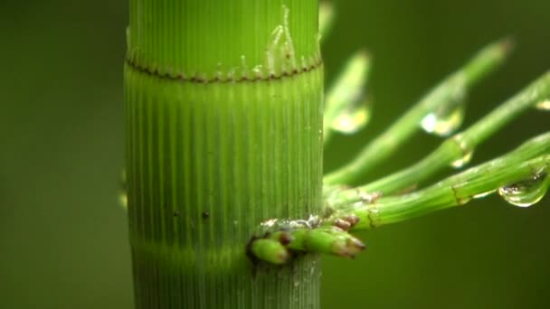 Horsetai Gigante Equisetum Giganteum Vídeo Planta Verde — Vídeo de Stock