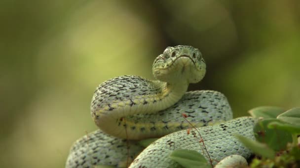 Βίντεο Από Δύο Ριγέ Φίδι Pitviper Δάσος Bothriopsis Bilineata Τροπικό — Αρχείο Βίντεο