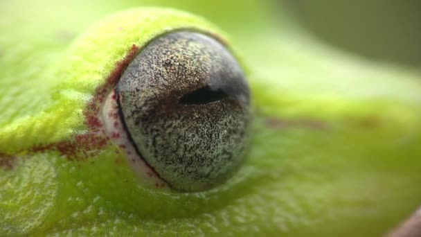 Close Vídeo Frog Eye Rough Skinned Green Treefrog Hypsiboas Cinerascens — Vídeo de Stock