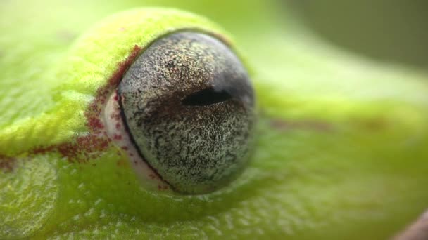 Close Video Žabího Oka Hrubá Kůže Zelené Stromové Žáby Hypsiboas — Stock video