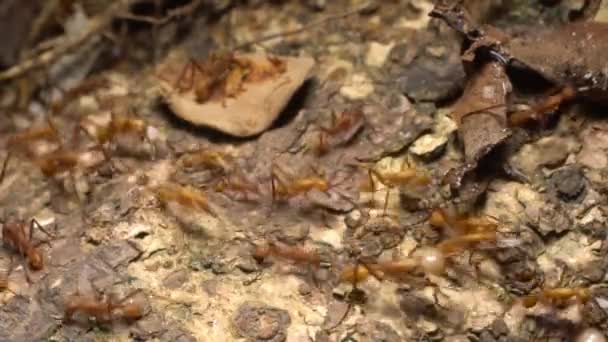 Armée Des Fourmis Vidéo Ralenti — Video