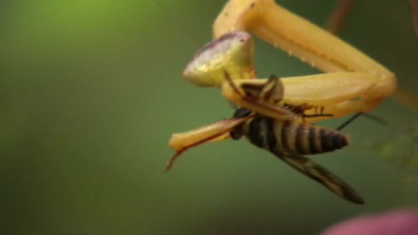 Video Van Praying Mantis Etende Vlieg — Stockvideo