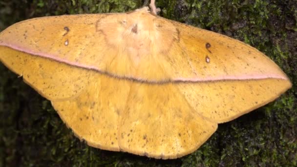 Giant Silkworm Moth Lonomia Family Saturniidae Tree Moss — Stock Video