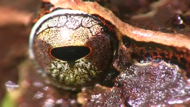 Video Von Braunem Froschauge Nahaufnahme Anhang Regenfrosch Pristimantis Appendiculatus — Stockvideo