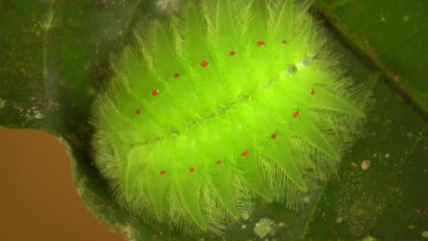 Видео Зеленой Гусеницы Amazonian Slug Caterpillar Limacodidae Cup Moths — стоковое видео