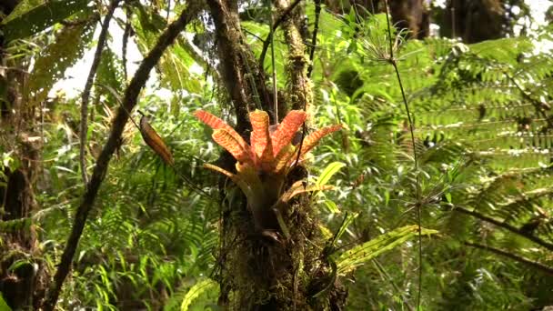 Grüne Waldbäume Umweltflora Video Von Tropischen Pflanzenblättern — Stockvideo