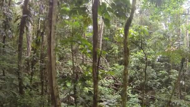 Peixe Olho Vídeo Árvores Florestais Verdes Flora Ambiente — Vídeo de Stock