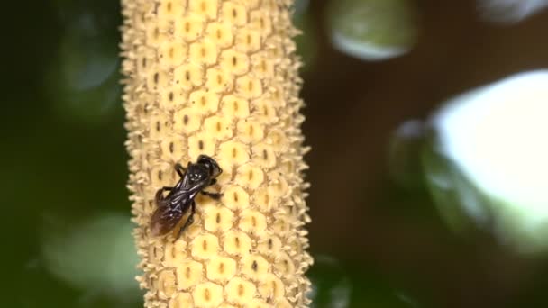 Zpomalení Videa Stingless Včely Hostující Květ Révy Philodendron Rodina Araceae — Stock video