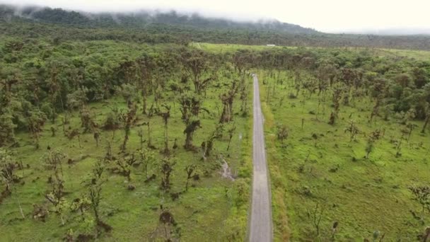 Vista Aérea Vídeo Paisaje Verde Con Árboles Carretera — Vídeos de Stock